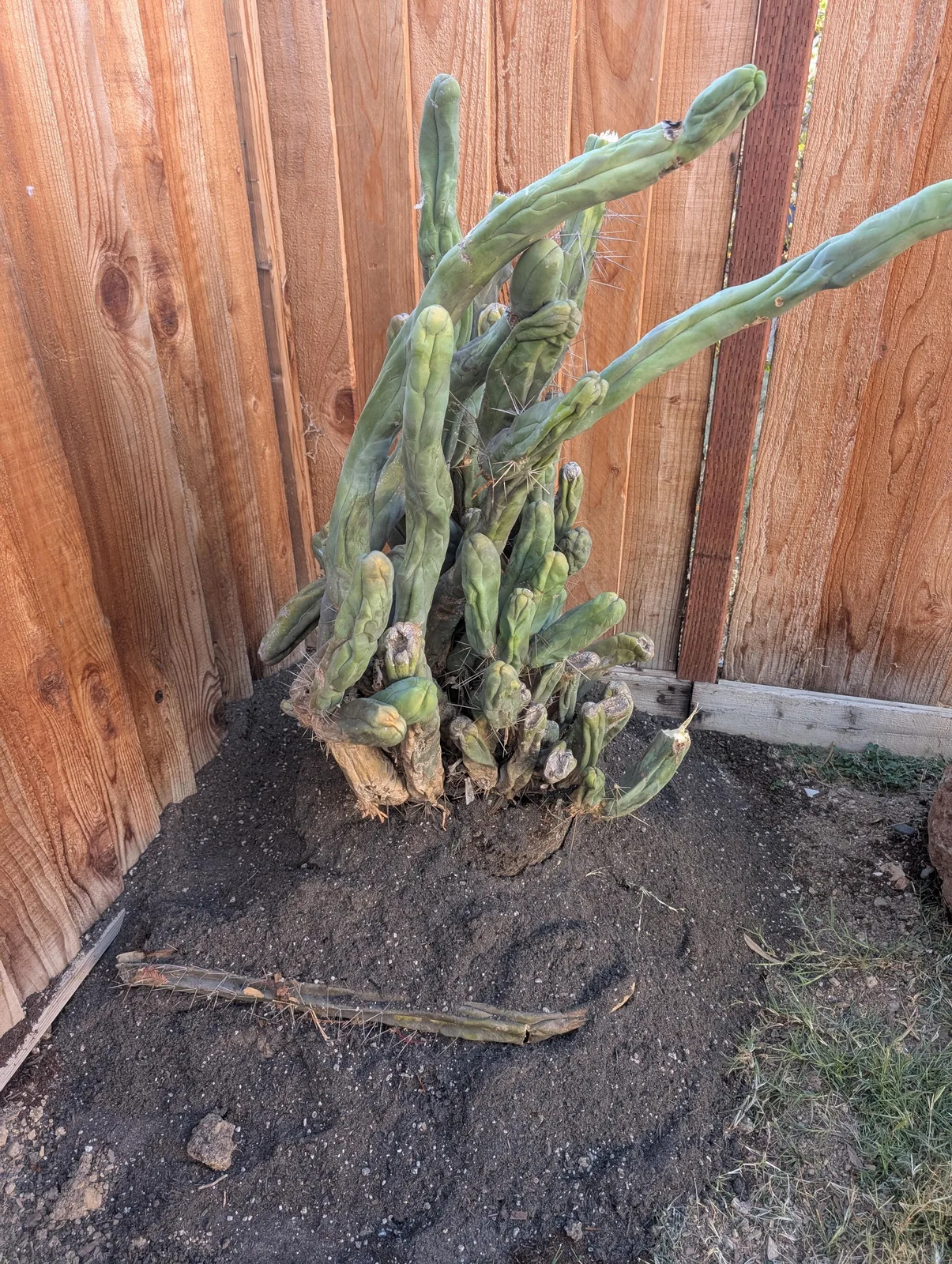 TBMA growing in the yard
