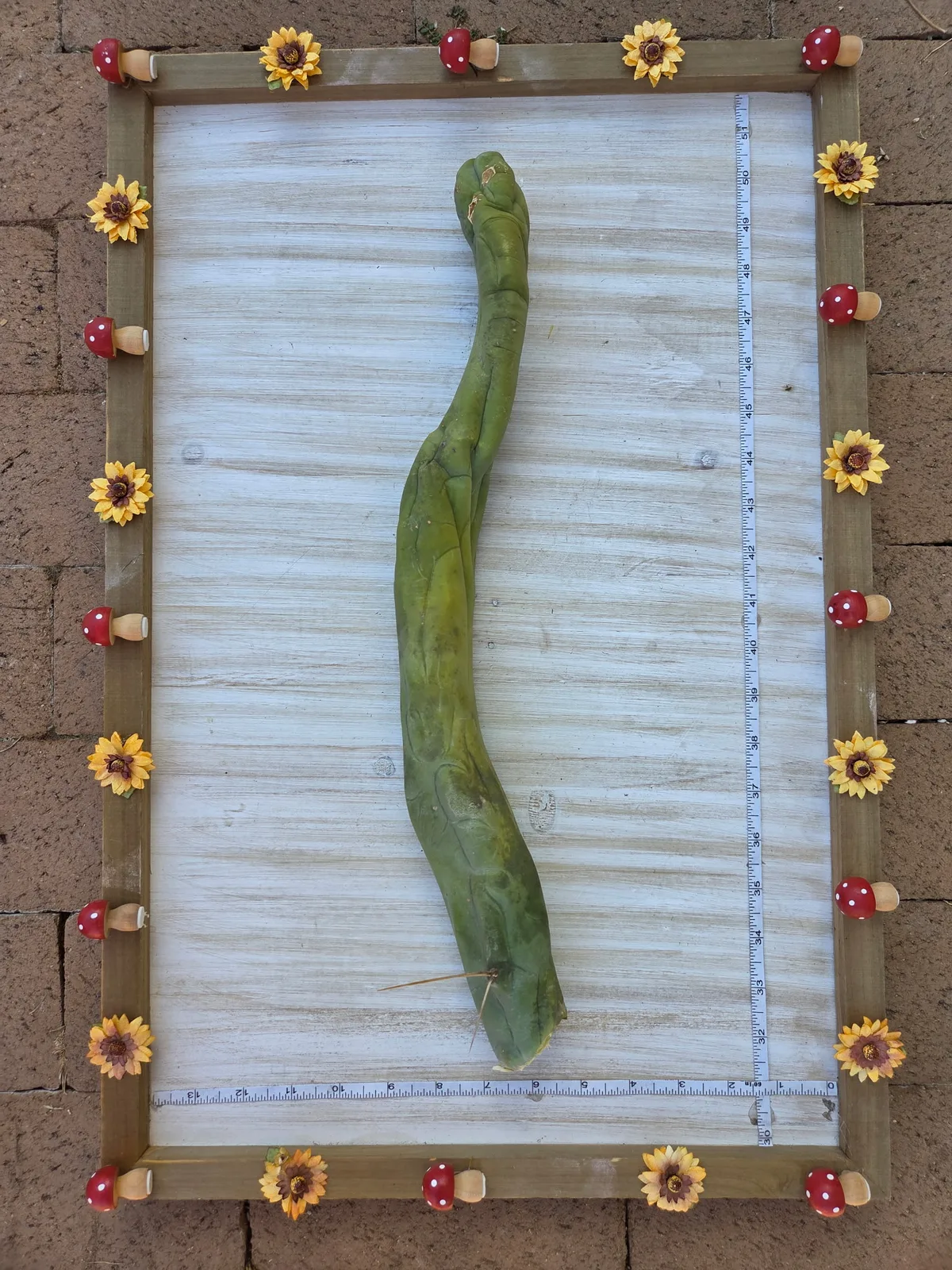 TBMA, a bridgesii grown in the yard, recorded as monstrose. Skin smooth and spineless down most of the column; spines usually none, with an occasional ordinary spine and, rarely, a yellow one. Photograph 4 of 6 of this clone.