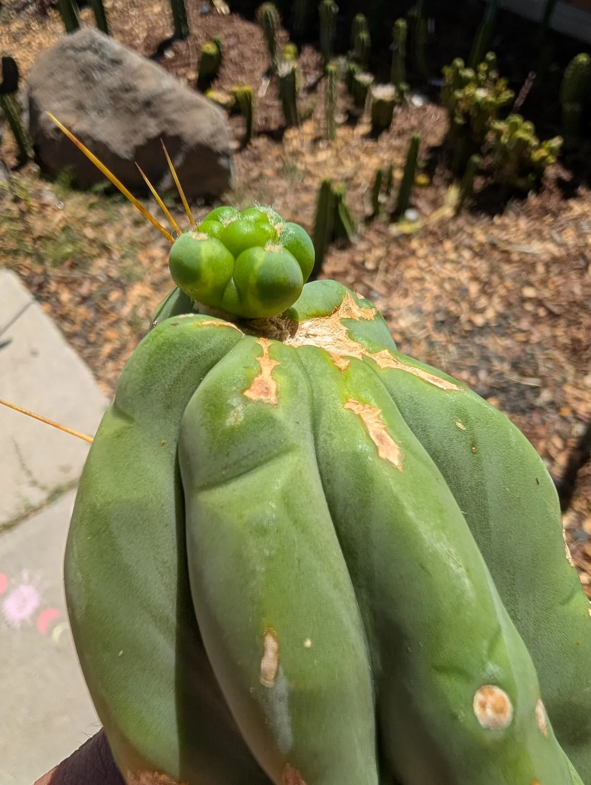 TBMA Revert growing in the yard