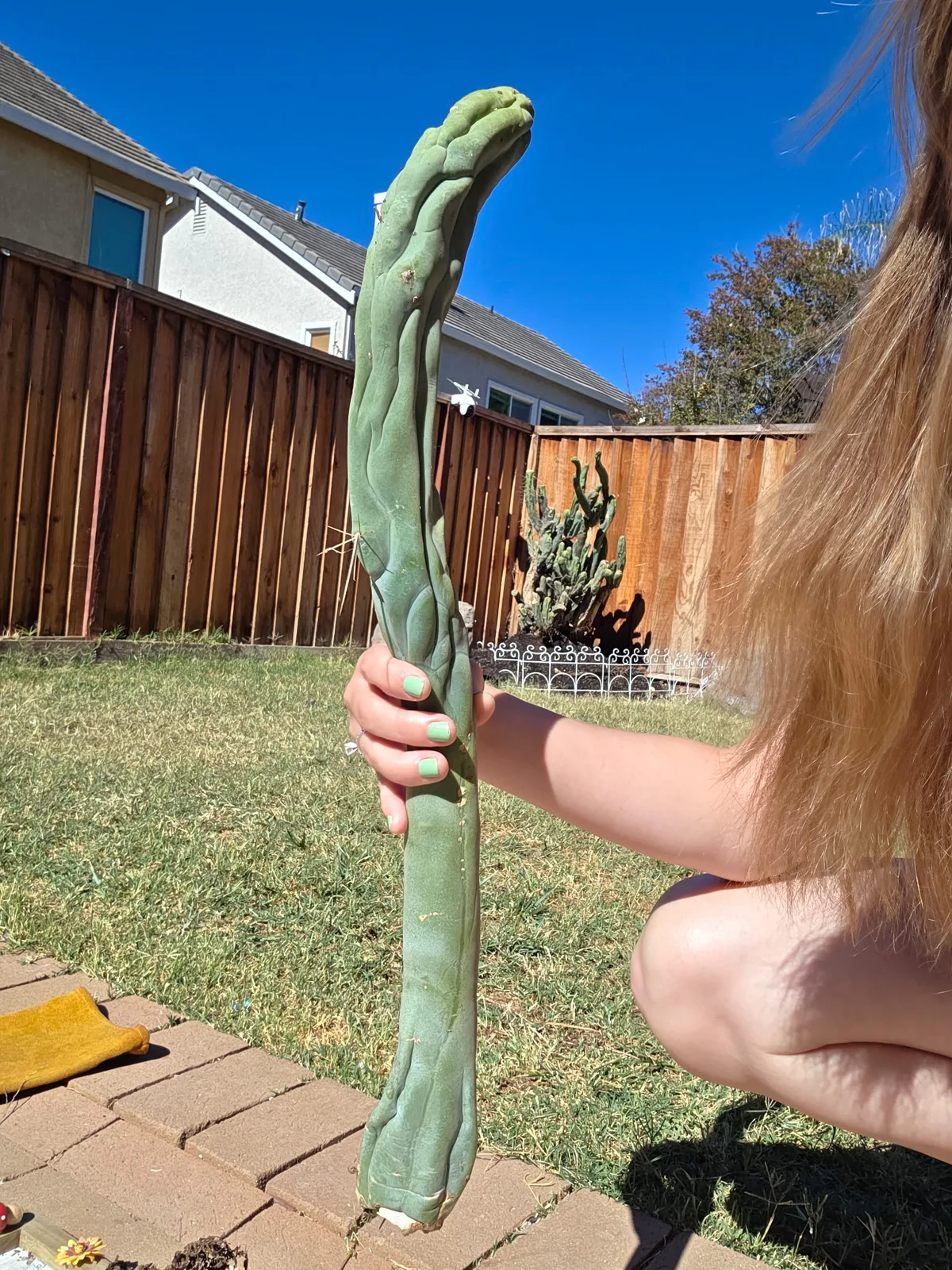 TBMA Revert growing in the yard
