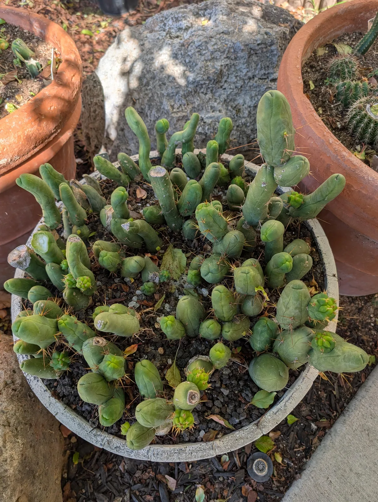 TBMB growing in the yard