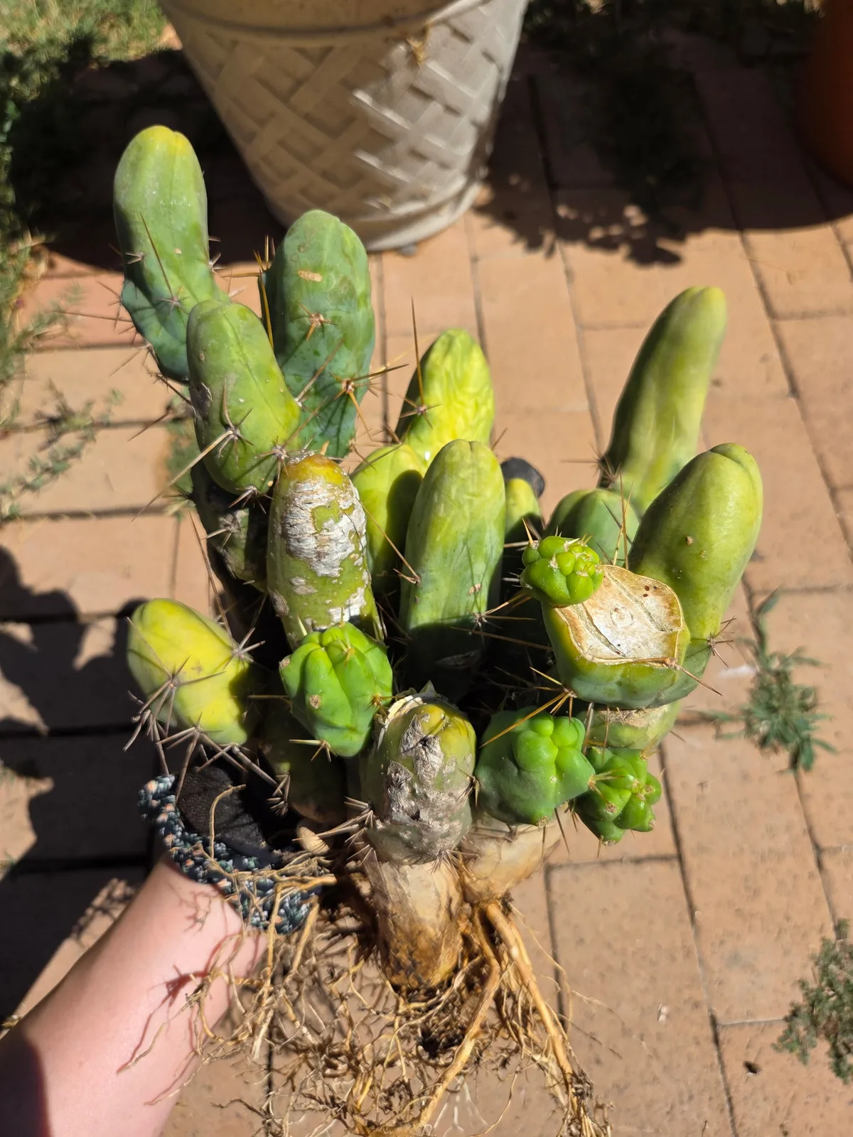 TBMB growing in the yard