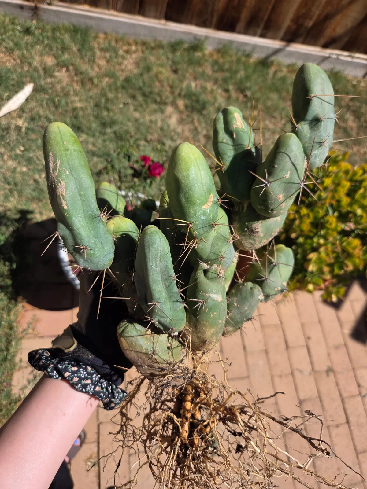 TBMB, a bridgesii grown in the yard. spines strong enough to show even on a small plant, which is one of the ways this form is told from the long one. Photograph 4 of 6 of this clone.
