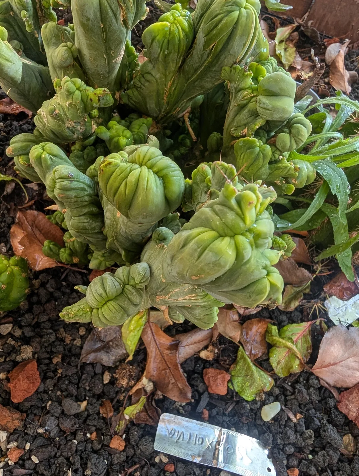 TBMC growing in the yard