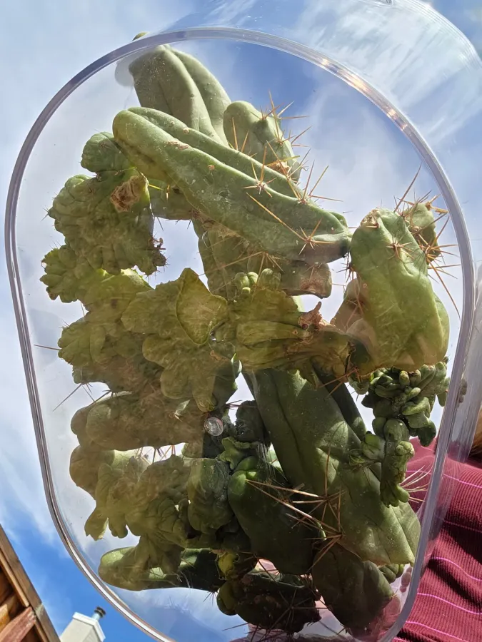 Cuttings packed into a big clear tub and held up toward the sky, the wavy crested ones pressed flat against the near wall and long amber spines crossing the clouds behind; a roof edge shows in the bottom corner.