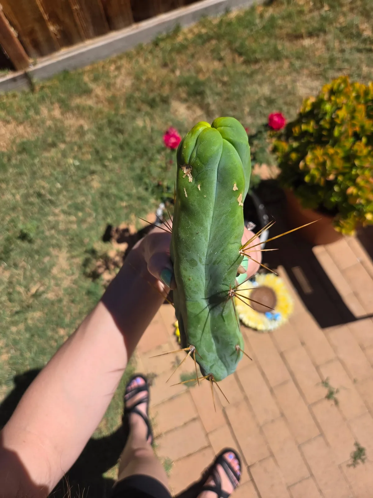 ETBM (Extreme TBM) growing in the yard
