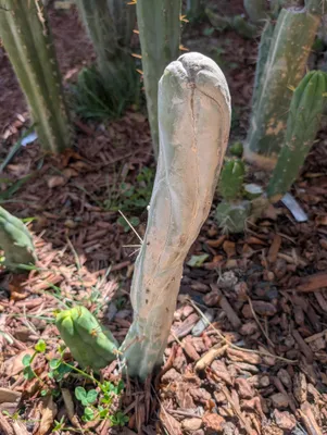 ETBM (Extreme TBM), a bridgesii grown in the yard. Photograph 4 of 6 of this clone.