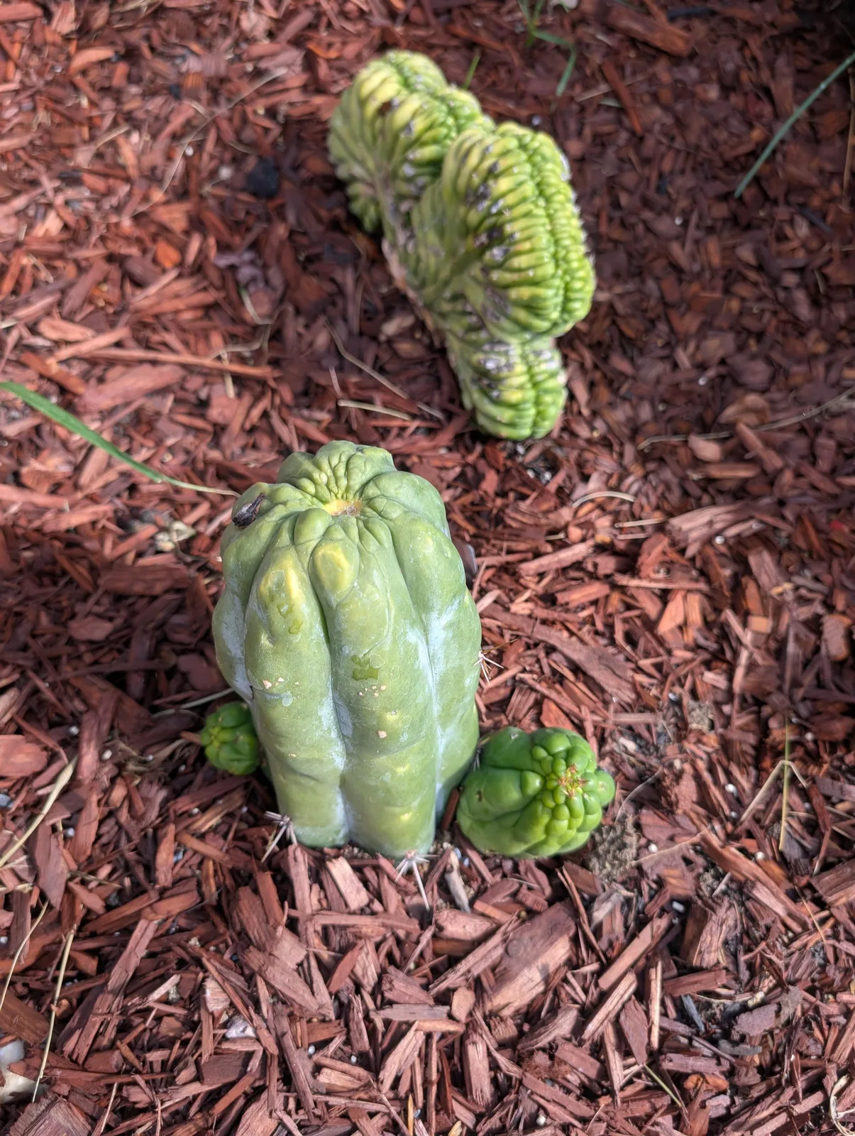 TBHP growing in the yard