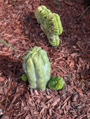 Two folded, crested pieces set out on red bark mulch in flat light, a short fat one standing upright in front with two bright green pups at its foot, and a longer wavy one lying behind it with its ridges packed tighter.