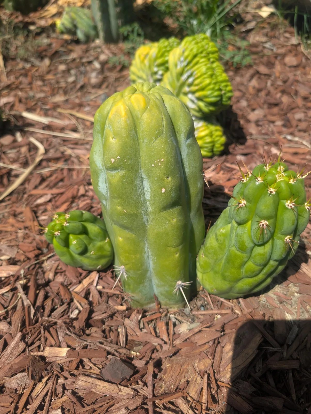 TBHP growing in the yard