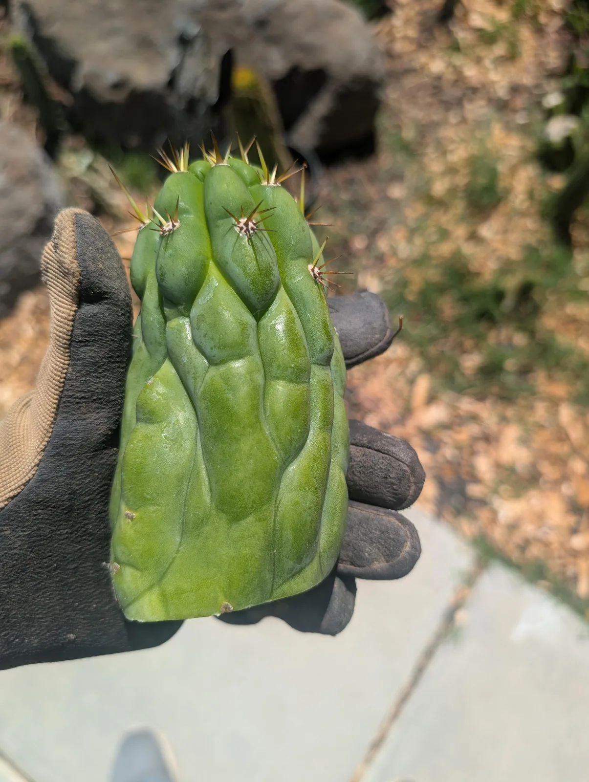 TBHP growing in the yard