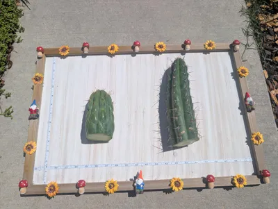 Two cut segments laid on a whitewashed board in full sun, a short fat one with broad ribs and almost no spines at the left and a longer darker one covered in brown spines at the right, with a tape measure along the board's edge and wooden toadstools around its frame.
