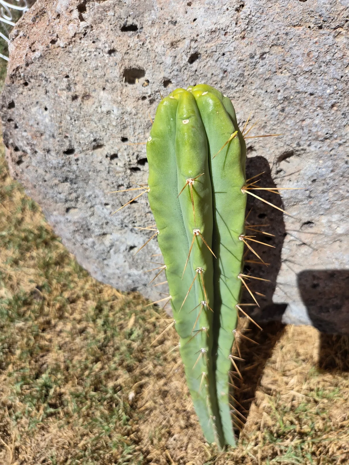 Eileen growing in the yard