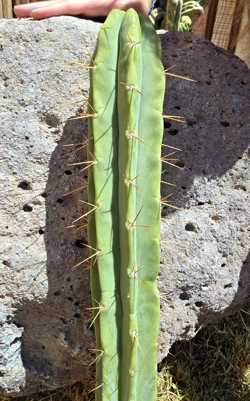 Eileen growing in the yard