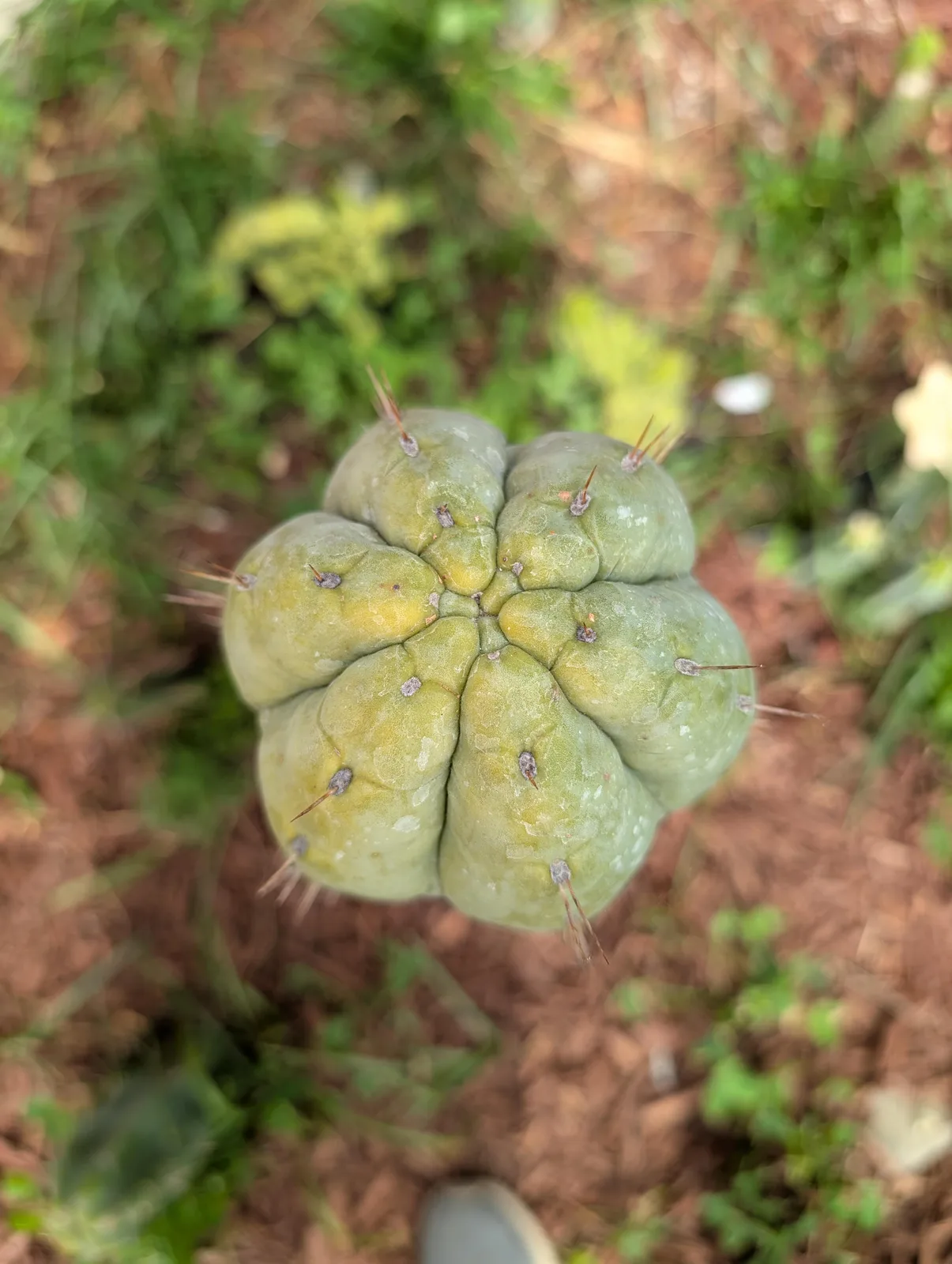 CSD growing in the yard