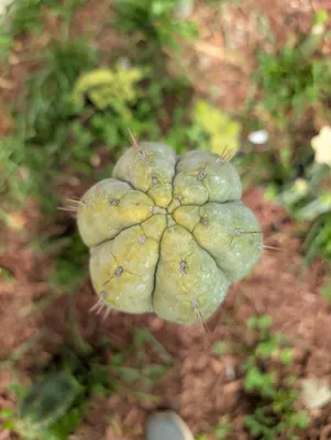CSD, a bridgesii grown in the yard, recorded as monstrose. Skin vivid green with a glaucous finish; spines very short or missing altogether, set in tiny recessed areoles. Photograph 3 of 6 of this clone.