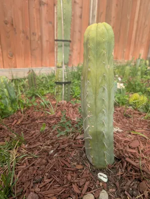 CSD, a bridgesii grown in the yard, recorded as monstrose. Skin vivid green with a glaucous finish; spines very short or missing altogether, set in tiny recessed areoles. Photograph 5 of 6 of this clone.