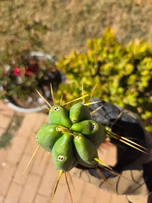 Jim's Twin Spines, a bridgesii grown in the yard. spines two spines to an areole, which is where the name comes from. Photograph 3 of 6 of this clone.