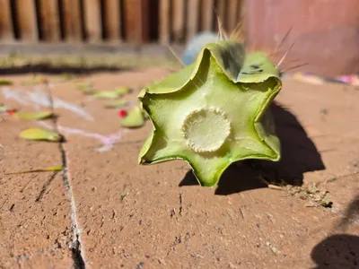 Jim's Twin Spines, a bridgesii grown in the yard. spines two spines to an areole, which is where the name comes from. Photograph 4 of 6 of this clone.