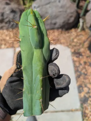 A bright green cutting held upright in a work glove, with a narrow finger of growth lying flat down the front of it and merging back into the body partway down; yellow-amber spines come in loose clusters off the rib edges.