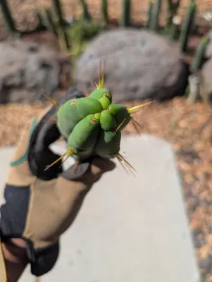 Kate's Bridge, a bridgesii grown in the yard. Photograph 2 of 6 of this clone.