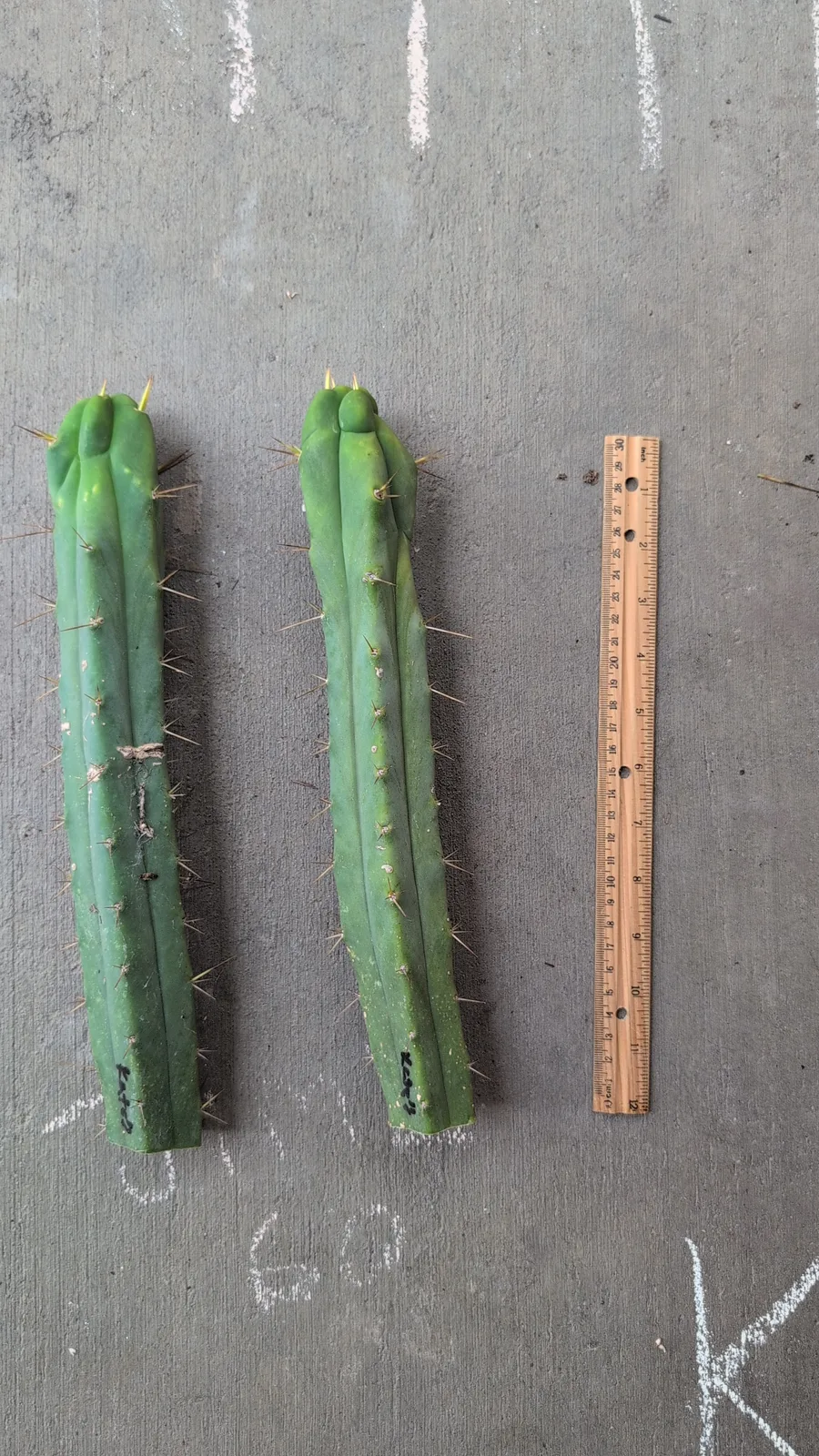 Kate's Bridge, a bridgesii grown in the yard. Photograph 3 of 6 of this clone.