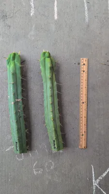 Kate's Bridge, a bridgesii grown in the yard. Photograph 3 of 6 of this clone.