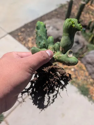 Kate's Bridge, a bridgesii grown in the yard. Photograph 4 of 6 of this clone.