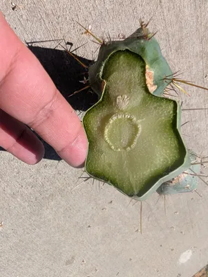 Kate's Bridge, a bridgesii grown in the yard. Photograph 5 of 6 of this clone.