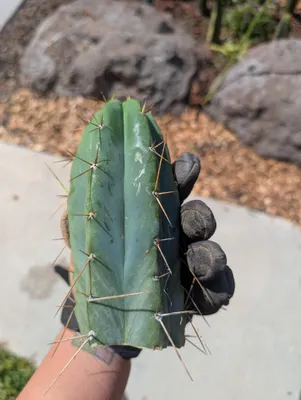 Silver Dollar Bridge, a bridgesii grown in the yard. spines heavy, in a tight radial pattern at the crown. Photograph 3 of 4 of this clone.