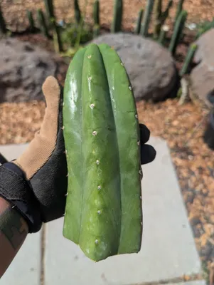 Yogi, a Other Trichocereus grown in the yard, recorded as monstrose. Skin glossy blue-green; spines short. Photograph 2 of 4 of this clone.