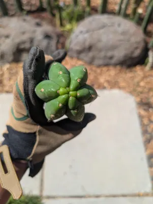 Yogi, a Other Trichocereus grown in the yard, recorded as monstrose. Skin glossy blue-green; spines short. Photograph 3 of 4 of this clone.