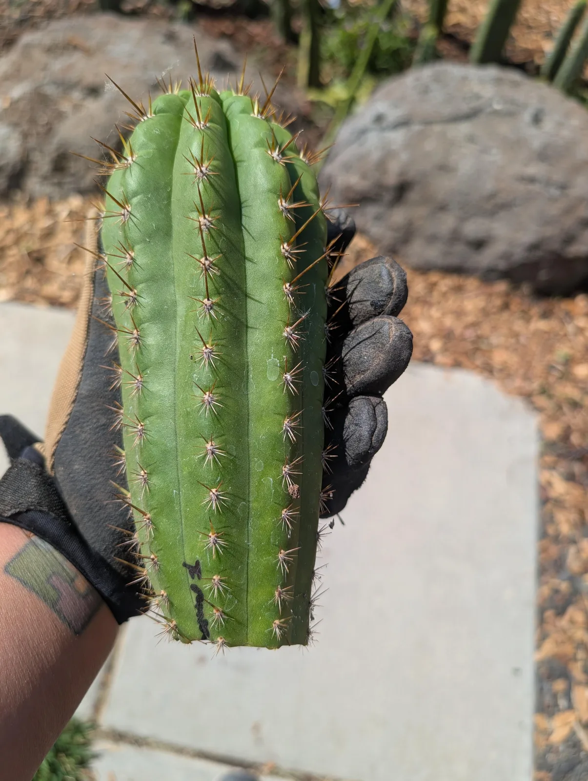 Frankie, a Other Trichocereus grown in the yard. spines heavy, and dramatic at the growing tip. Photograph 1 of 3 of this clone.