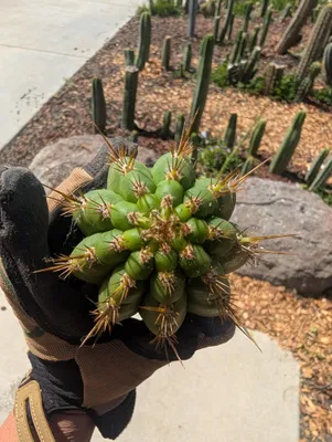 Frankie, a Other Trichocereus grown in the yard. spines heavy, and dramatic at the growing tip. Photograph 2 of 3 of this clone.