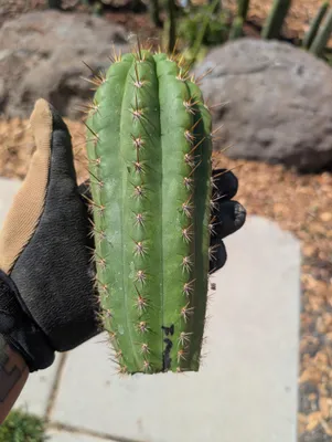 Frankie, a Other Trichocereus grown in the yard. spines heavy, and dramatic at the growing tip. Photograph 3 of 3 of this clone.