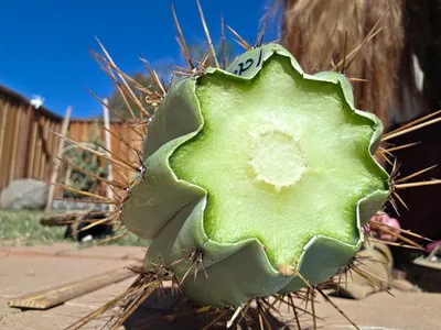 SS01, a peruvianus grown in the yard. Skin blue-green. Photograph 2 of 5 of this clone.