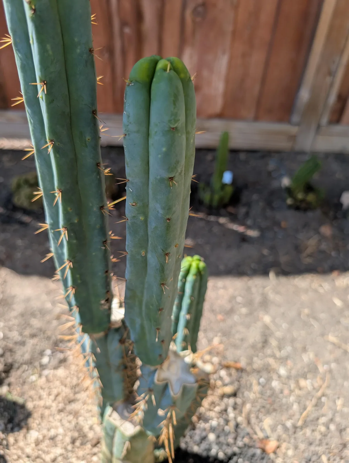 SS02 growing in the yard