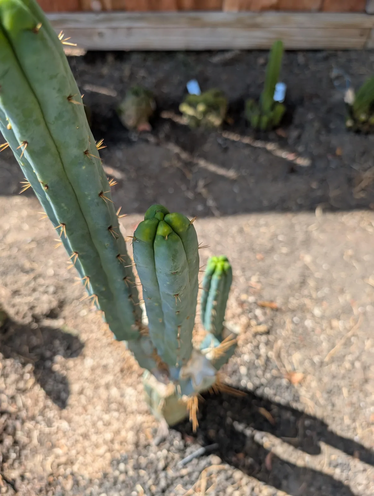 SS02 growing in the yard