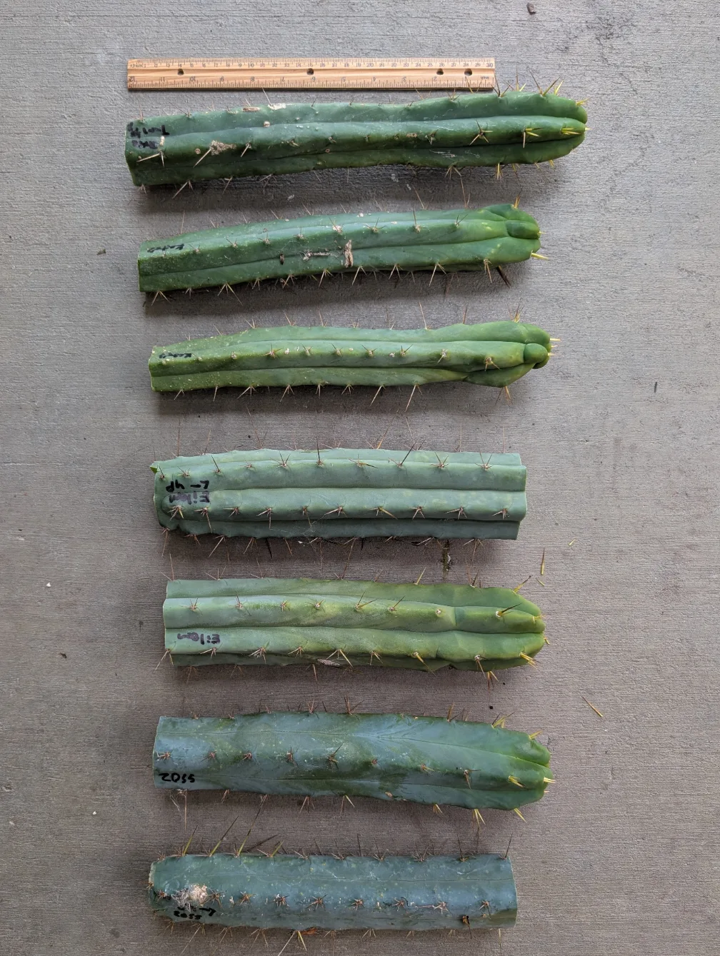 SS02, a bridgesii grown in the yard. Photograph 4 of 4 of this clone.