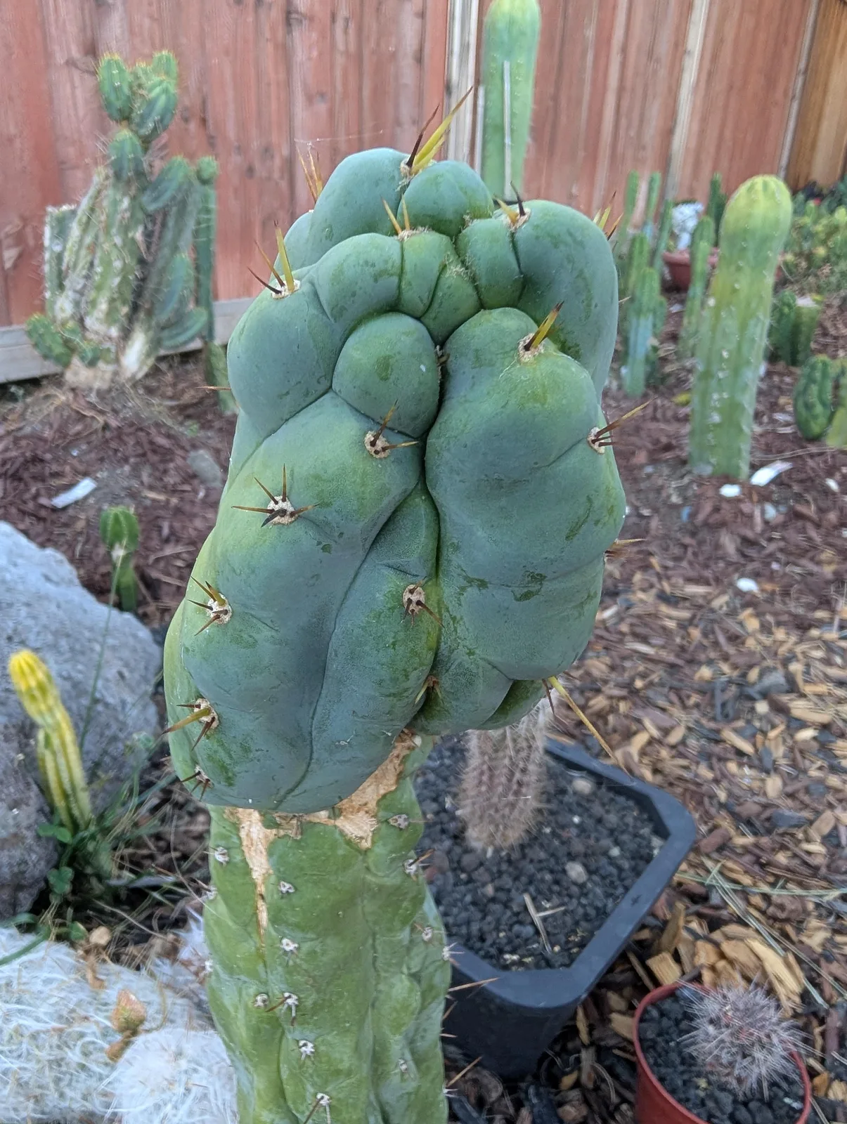 Y2K growing in the yard