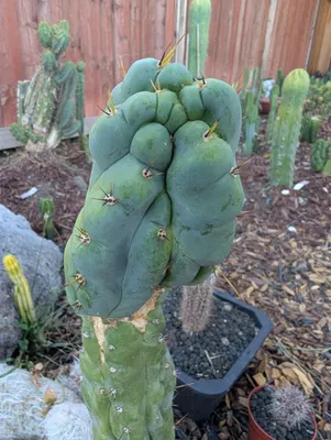 A swollen, lumpy head sitting on a much slimmer stem, the join ringed with dried tan tissue and long dark spines coming off it; behind, a mulched bed of upright columns and a black nursery pot.