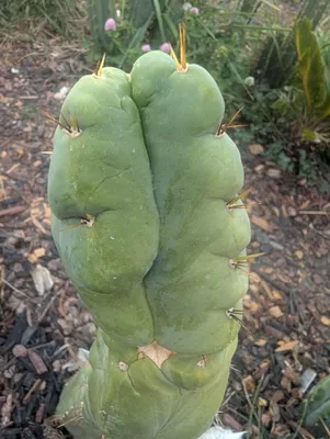 The top of a Y2K column in flat evening light, its ribs swollen into broad rounded lobes with a deep groove down the middle and only a few yellow spines along the flanks; below, it narrows into an older section at a tan corky ring.