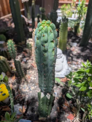 A single Y2K column standing in a garden bed under flat light, plainly ribbed and dark green up the lower two thirds, then breaking into knobs and bumps with rust-colored spines toward the pale new tip, with a small pale stone Buddha sitting in the bark behind it.