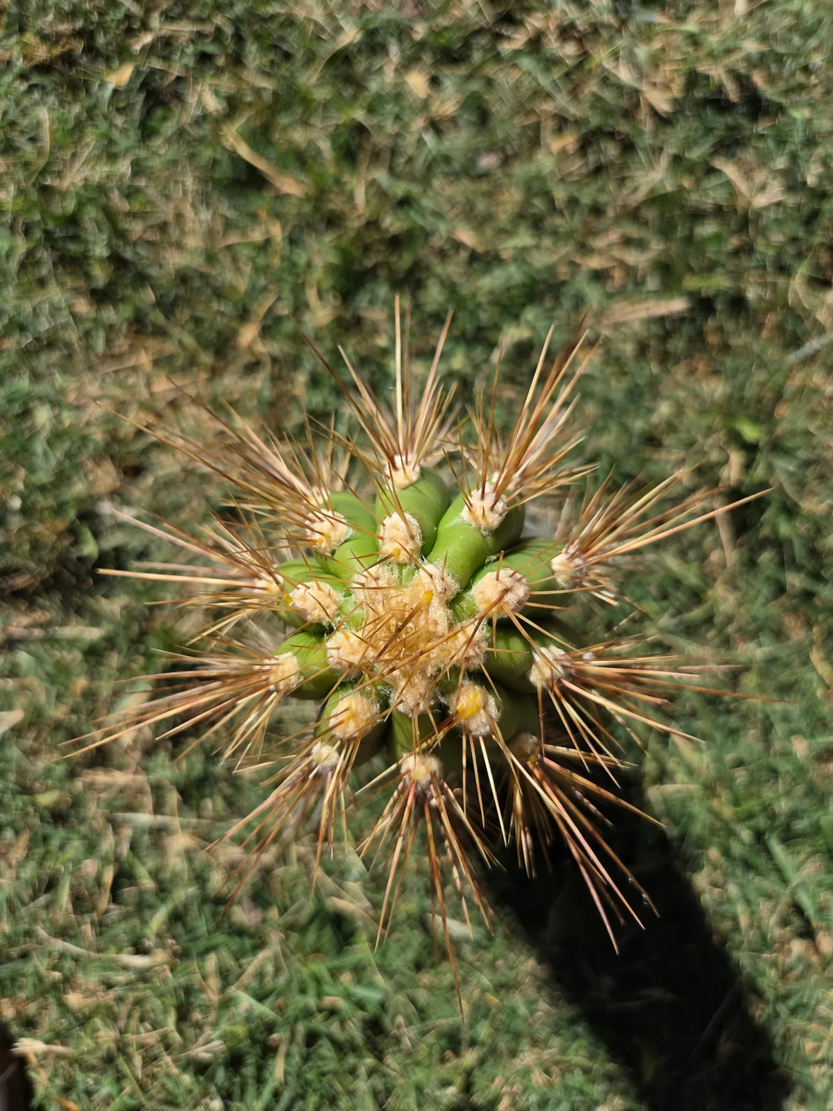 Tacaquirensis, a Other Trichocereus grown in the yard. Skin dark green, and it keeps that colour as it grows; spines heavy. Photograph 1 of 4 of this clone.