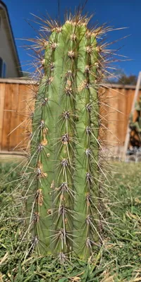 Tacaquirensis, a Other Trichocereus grown in the yard. Skin dark green, and it keeps that colour as it grows; spines heavy. Photograph 2 of 4 of this clone.