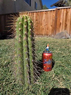Tacaquirensis, a Other Trichocereus grown in the yard. Skin dark green, and it keeps that colour as it grows; spines heavy. Photograph 3 of 4 of this clone.