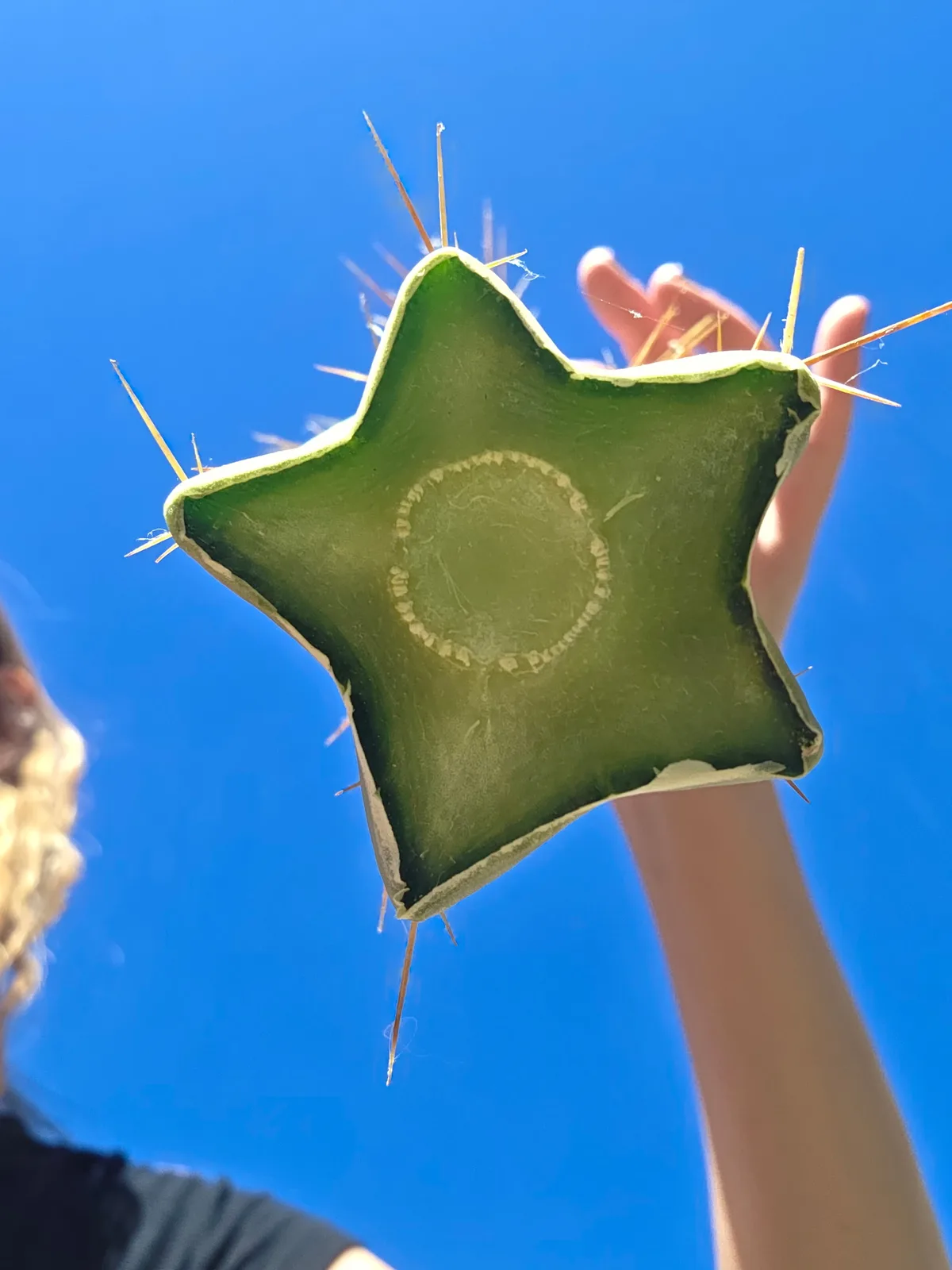 MDCC (Monster de Cota Cota), a Other Trichocereus grown in the yard. Photograph 1 of 4 of this clone.
