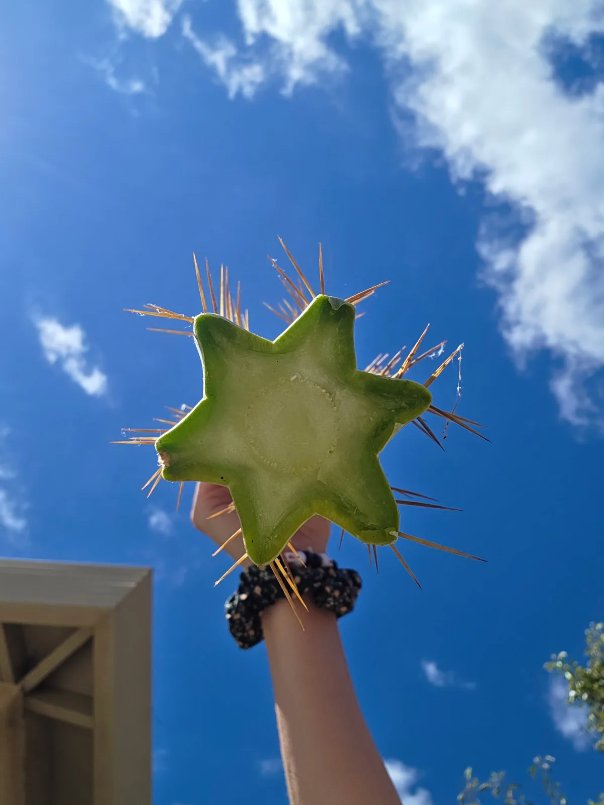 Dulzura, a Other Trichocereus grown in the yard. Photograph 1 of 6 of this clone.
