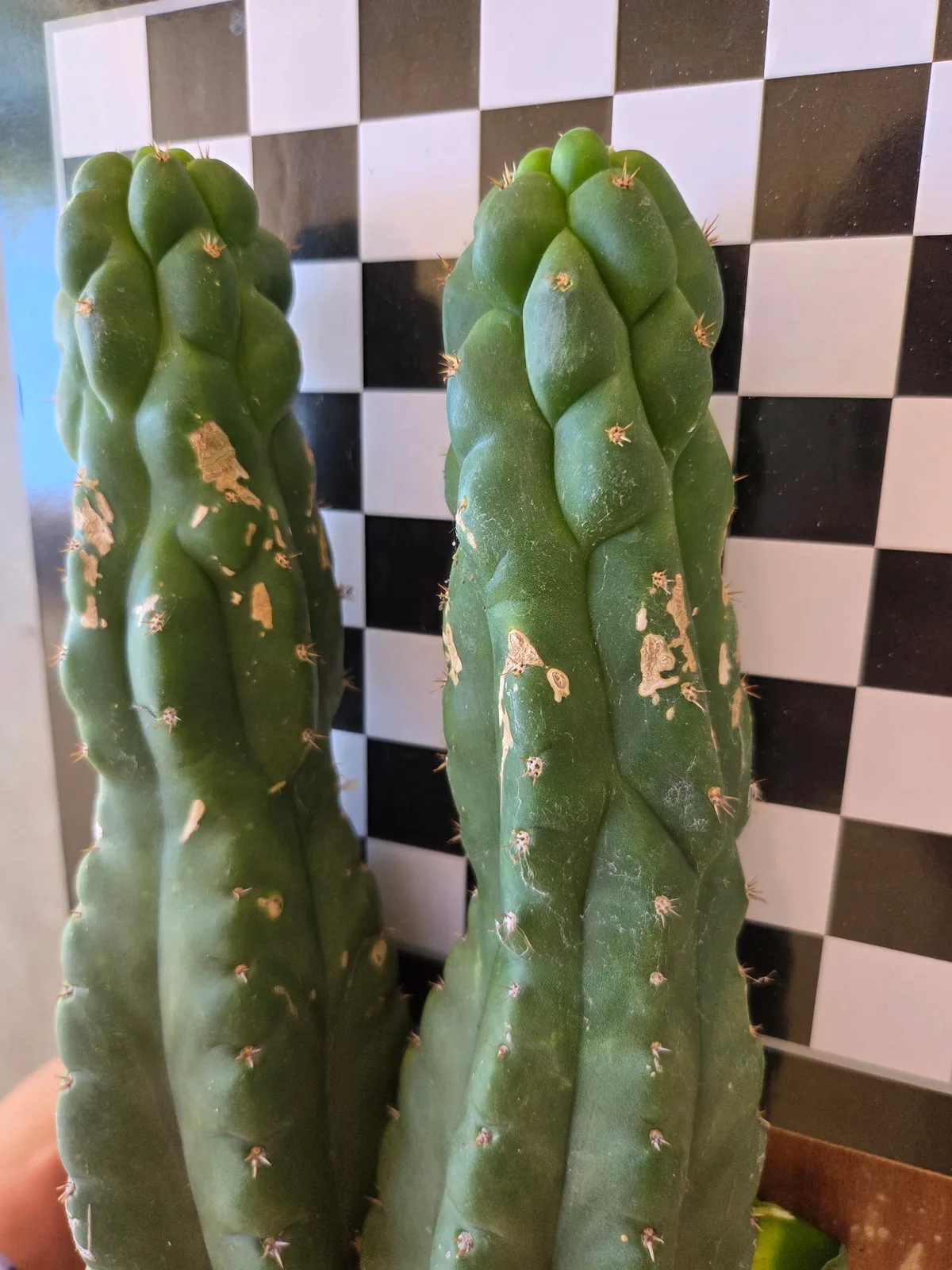 TPM, a pachanoi grown in the yard, recorded as monstrose. Skin one monstrose pachanoi line tends to stay green rather than turning blue. Photograph 1 of 4 of this clone.