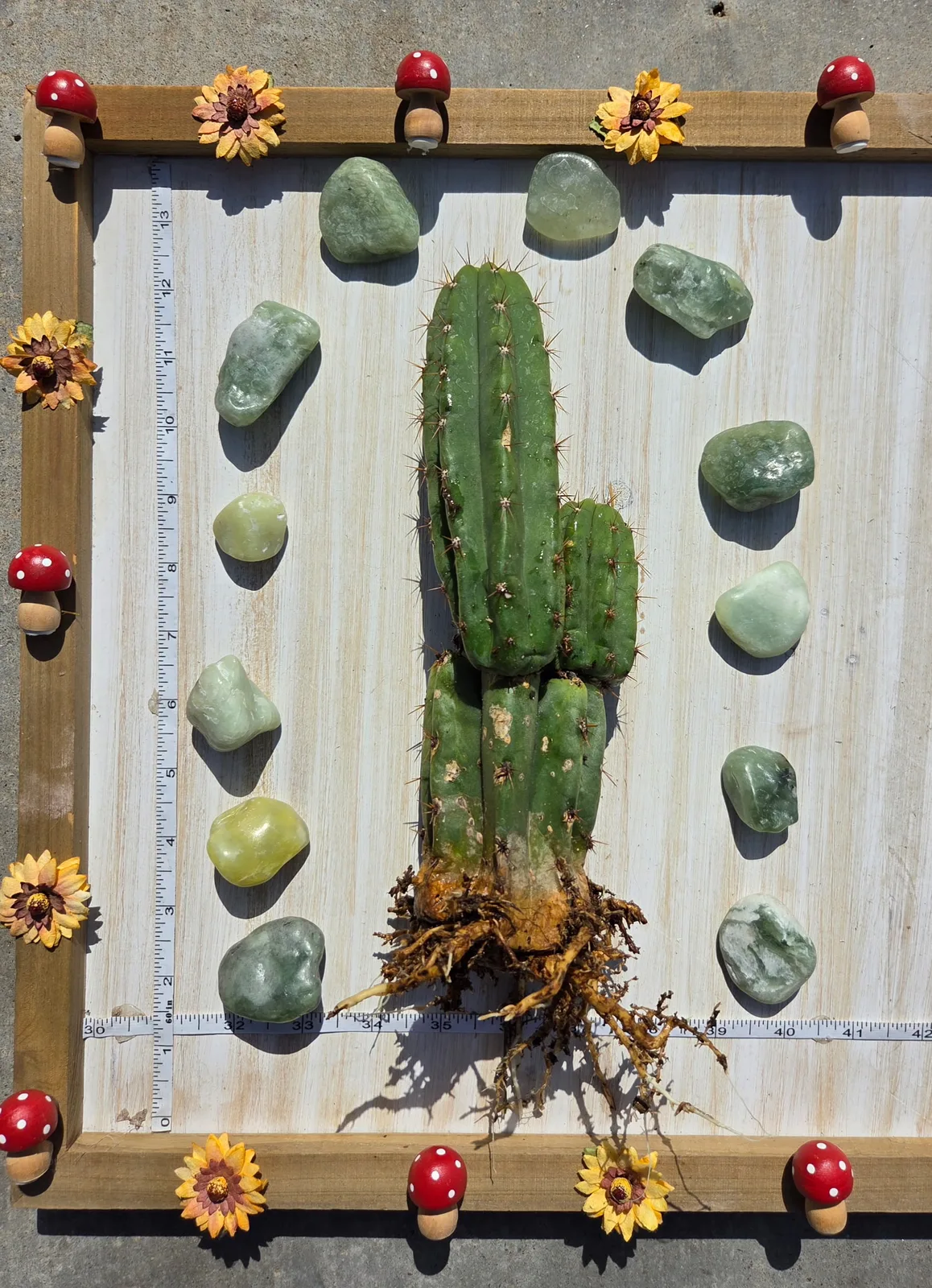 Jaime Alberto, a pachanoi grown in the yard. Photograph 1 of 4 of this clone.